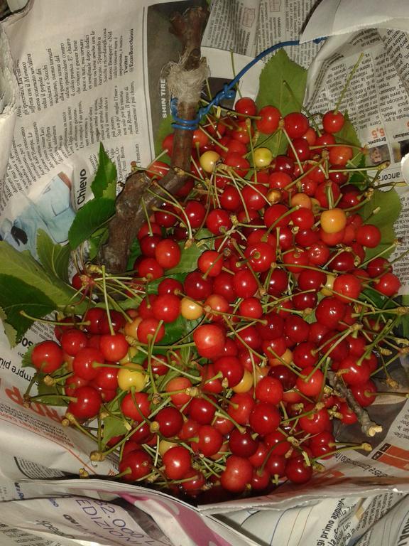 B&B La Corte Capannori Zewnętrze zdjęcie